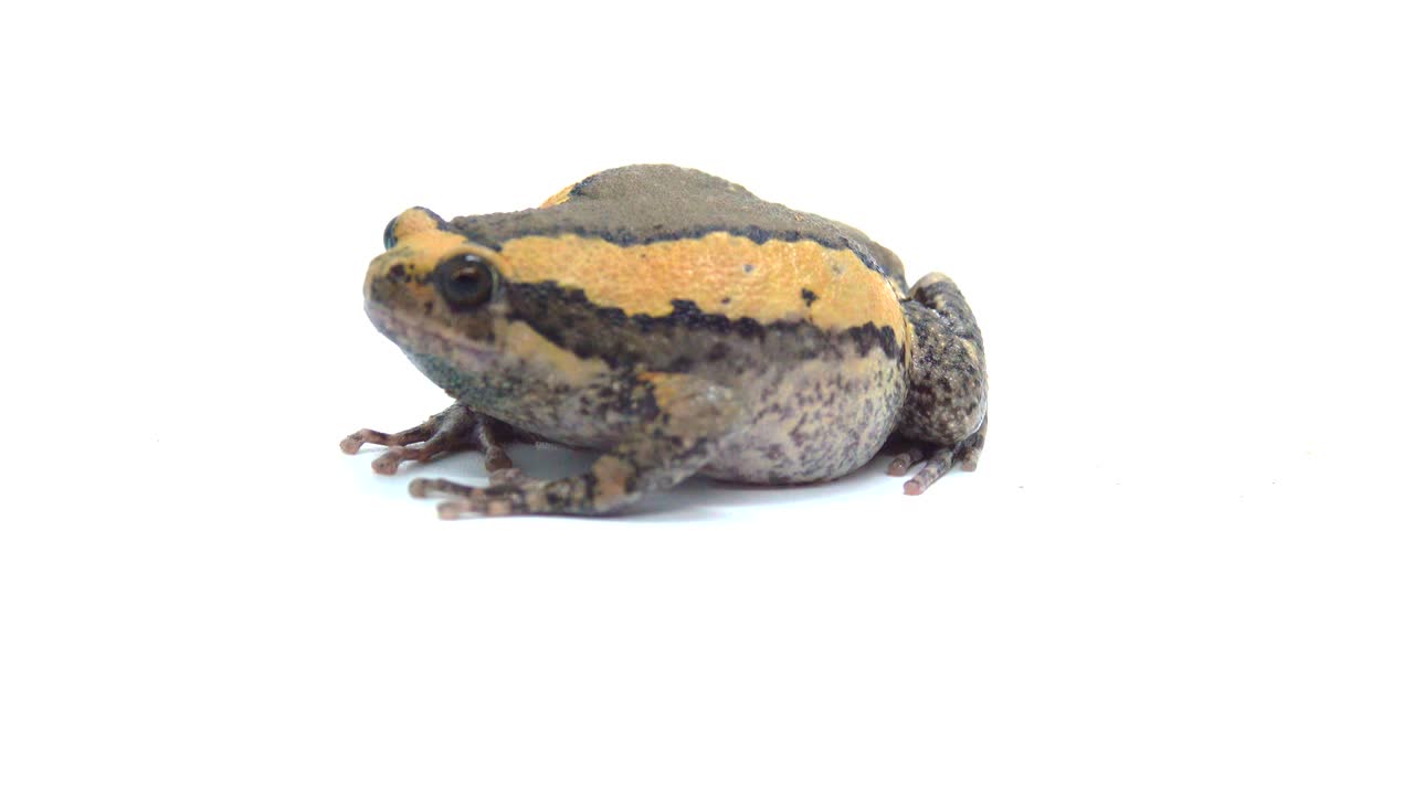 색 화면에서 줄이 있는 황소 개구리 또는 아시아 은 입 개구리