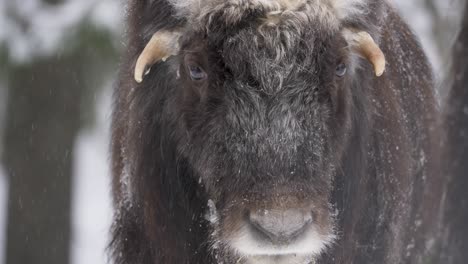 adorable musk ox calf under soothing snowstorm tumbling down on forest - portrait close-up shot