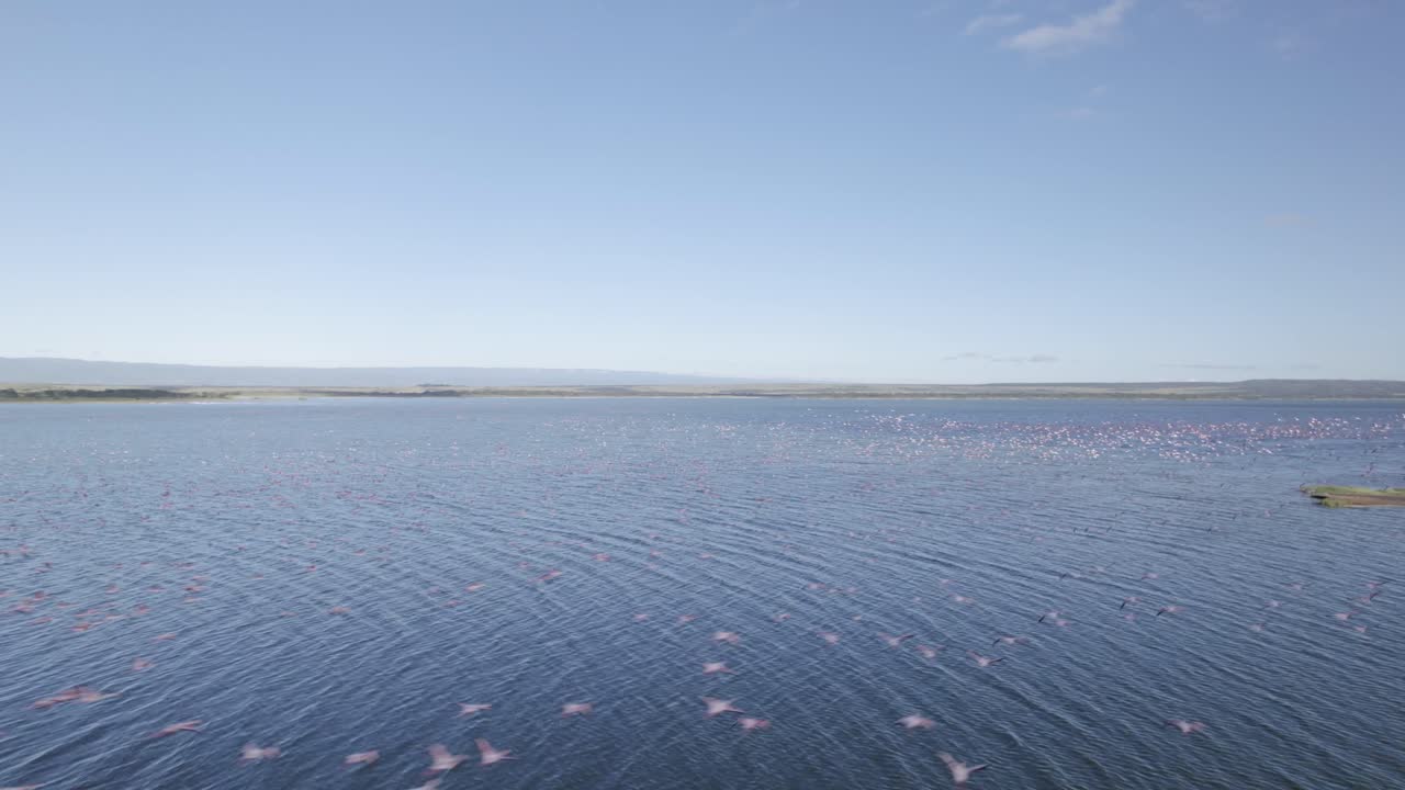 un video de un avión no tripulado de flamencos volando sobre el lago elementita