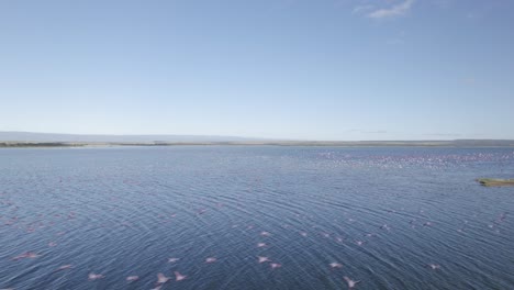 Drohnenvideoaufnahme-Von-Flamingos,-Die-über-Den-Elementaita-See-Fliegen