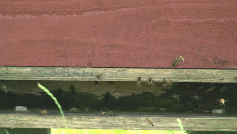 muchas abejas vuelan dentro y fuera de una colmena