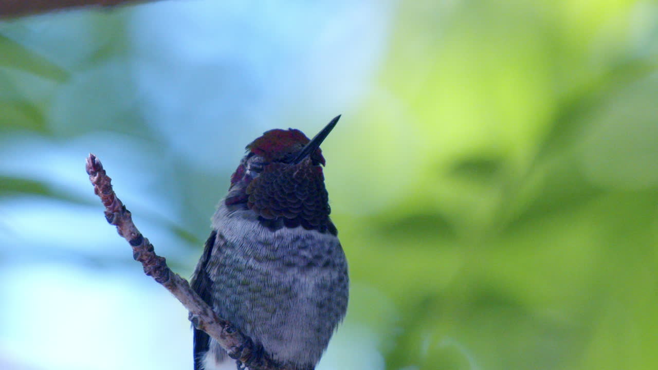 primer plano de colibrí en cámara lenta
