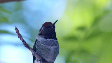 Close-up-of-Hummingbird-in-slow-motion