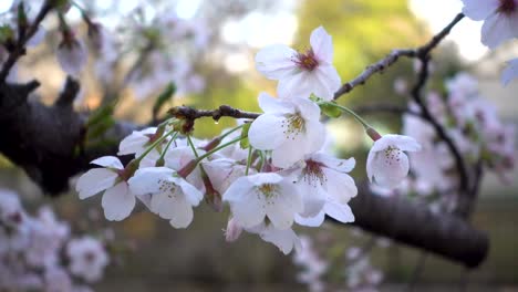 Impresionante-Vista-De-Las-Flores-De-Cerezo-De-Sakura-Con-Fondo-Verde-Desenfoque