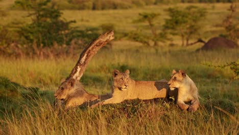 lion pride in africa, lions in beautiful golden hour sunset sun light, lioness looking around in evening sunlight on african wildlife safari in masai mara, maasai mara animals