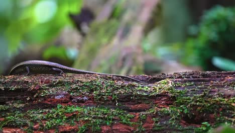 medium-sized lizard with western skink in wild forest. selective focus shot