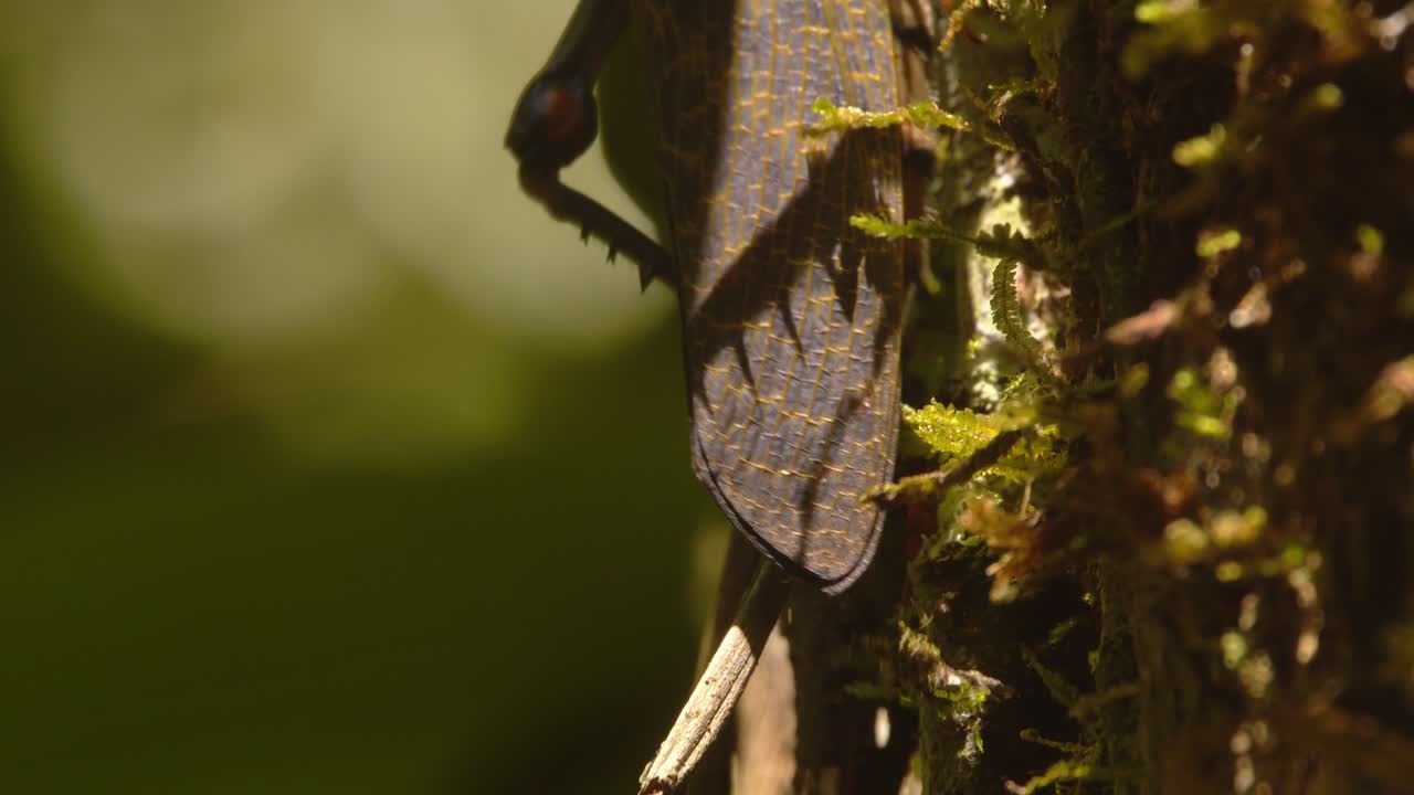 Vibrant red-winged grasshopper makes its way over moss covered bark in Peru’s rich Amazonian rainforest.