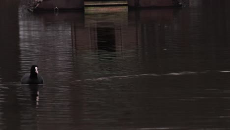 Shot-of-a-dark-duck-relaxing-and-gently-swimming-around-in-a-city-lake-with-her-wooden-house-floating-in-the-background