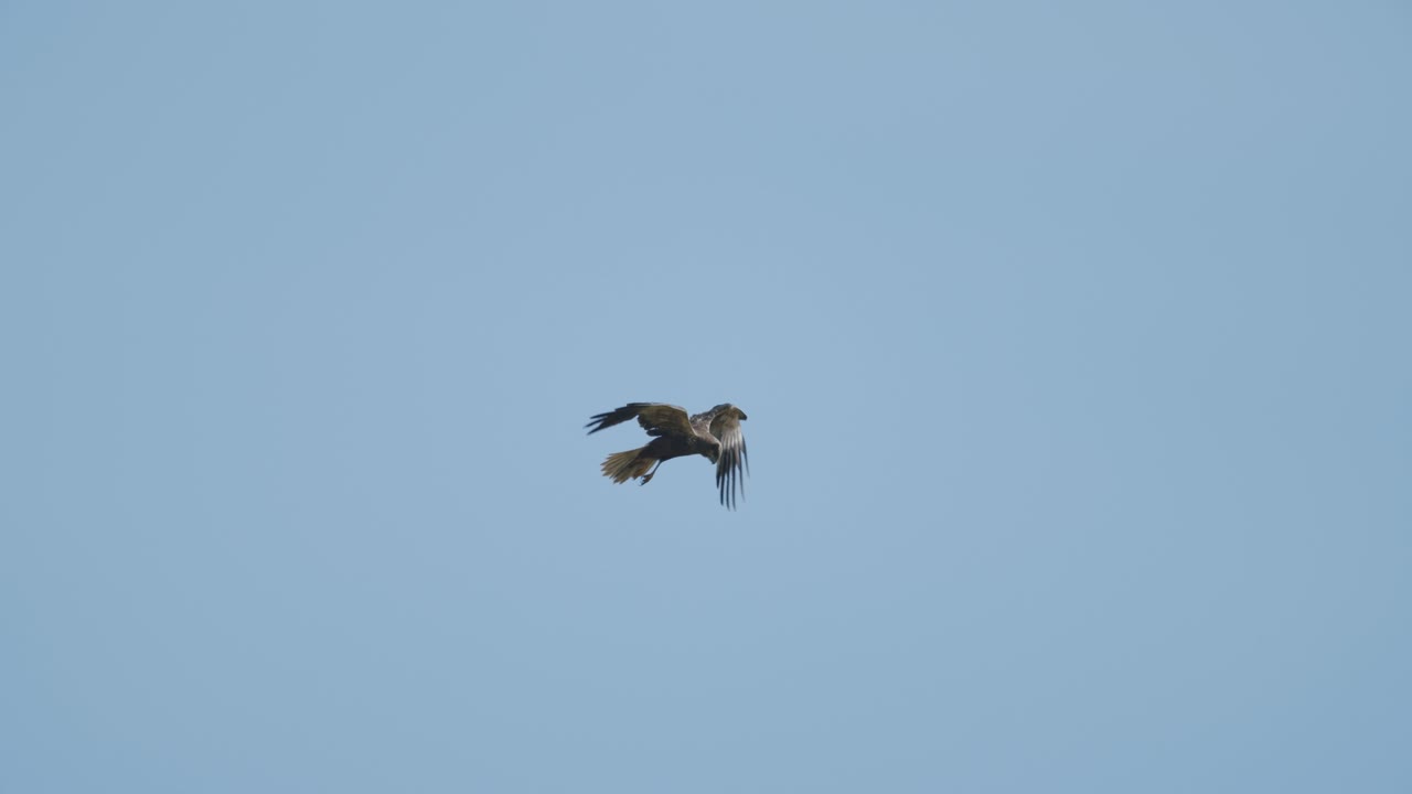 aguilucho lagunero en vuelo sobre campos y arbustos caza orar