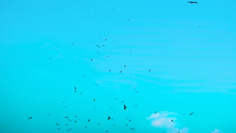 flock of eagles flying in circles, blue sky background