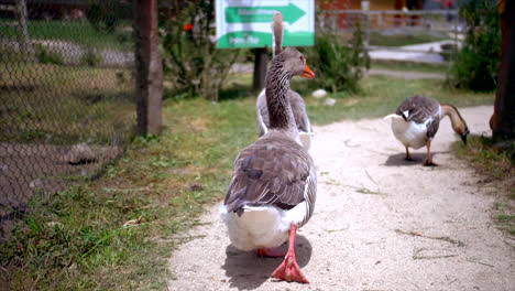 Grupo-De-Gansos-Caminan-Por-Cercas-En-Una-Granja-En-Ecuador,-Slomo-Desde-Atrás