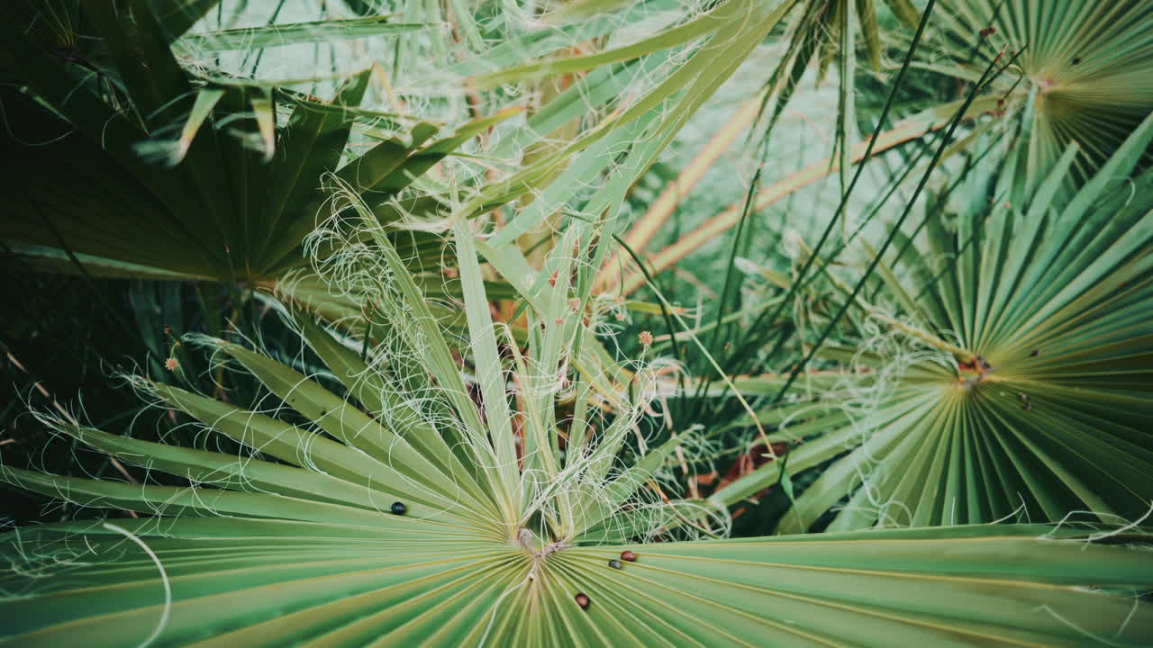 Close up view of a palm leaf featuring curled white fibers, showcasing organic lines, texture, and natural patterns