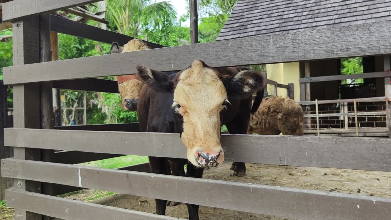 나무 울타리 뒤 에 있는 소 들