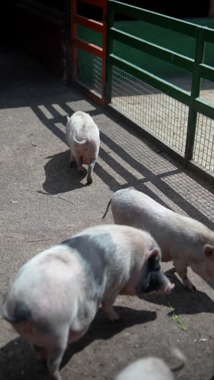 새끼 돼지 세 마리