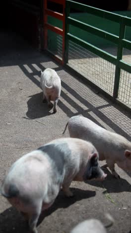 three piglets in a pen