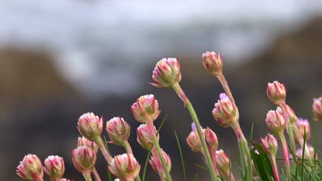 Küste-Irlands-Meeresrosa-Auf-Einer-Klippe-Anfang-Mai