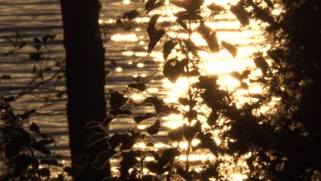 golden glittering water through coastline foliage, abstract backlit static background shot