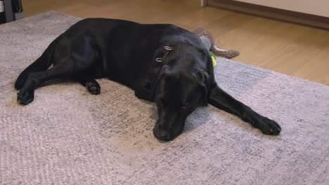 static shot of a black labrador closing its eyes trying to sleep on a rug