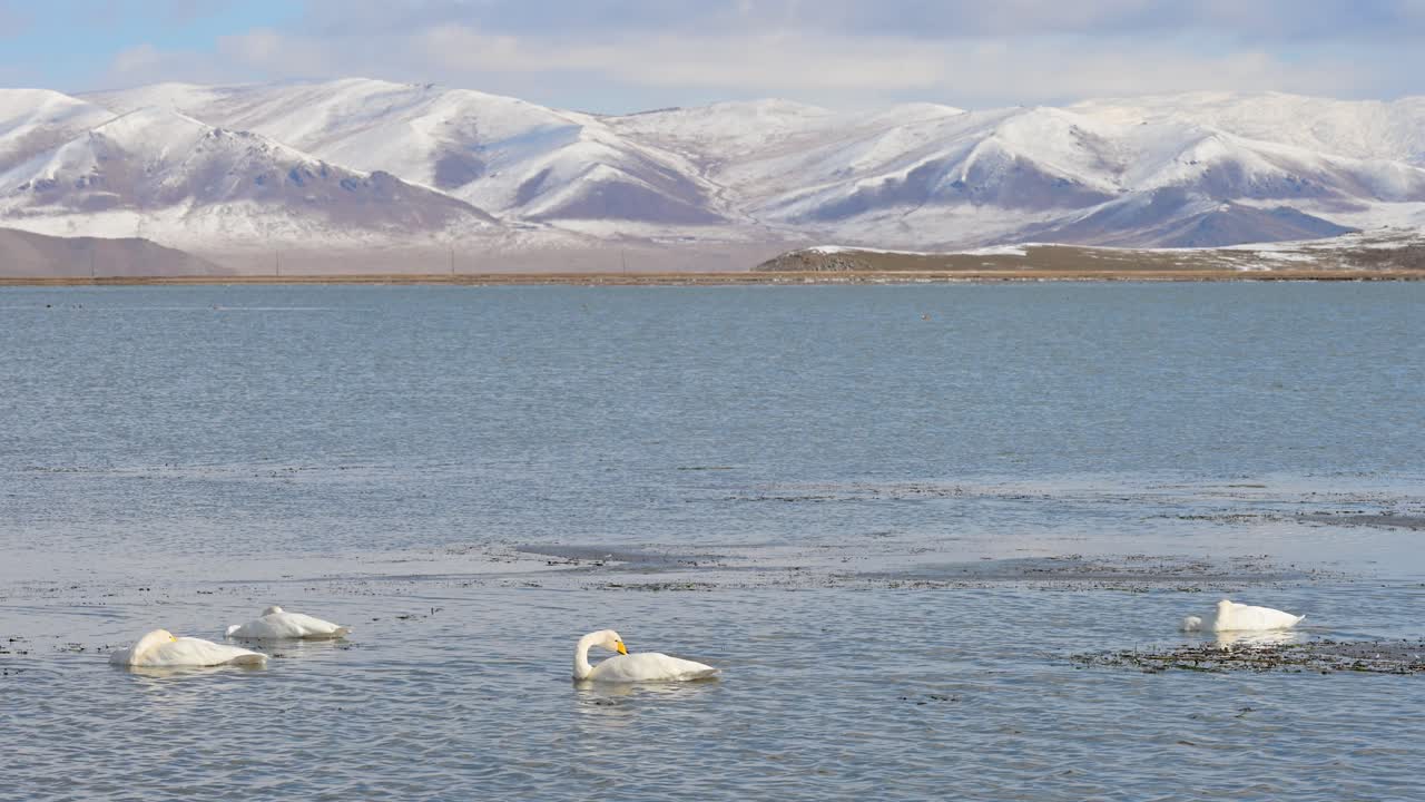 Whooper Swans swim in Tariat Lake, a vital migration stop in remote Mongolia. The vast, icy lake is surrounded by a snowy steppe and distant mountains