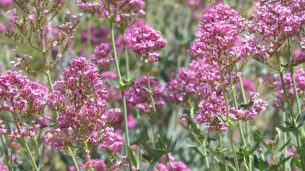 Nærbilde av blomstrende rosa vendelrotblomster som svaier forsiktig under sterkt naturlig sollys.
