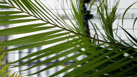 areca palm plant leaves fluttering in wind on high rise balcony