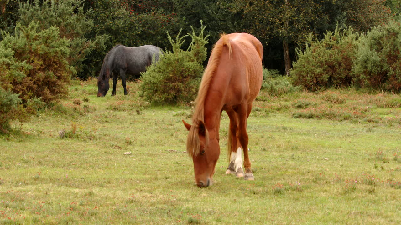 tomada amplia de un nuevo caballo del bosque marrón pastando tenemos un caballo negro detrás, en un campo en el nuevo bosque