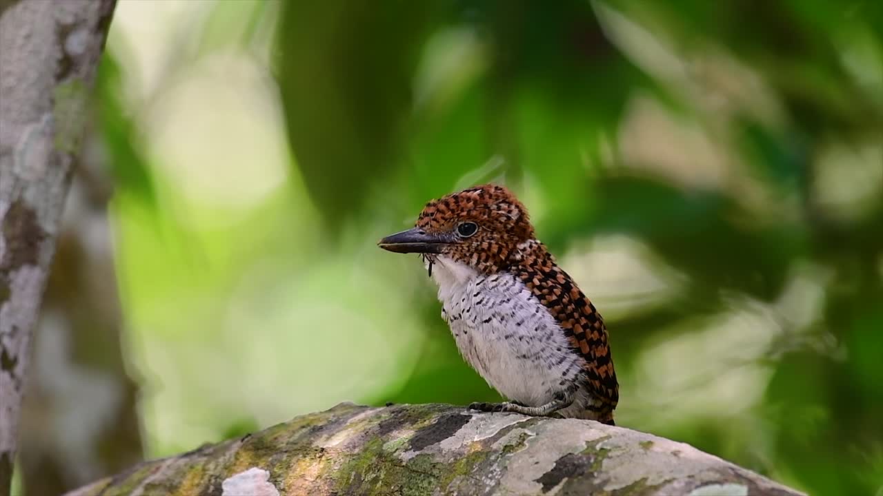 un martín pescador de árboles y una de las aves más hermosas que se encuentran en tailandia dentro de las selvas tropicales