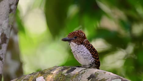 Ein-Baum-Eisvogel-Und-Einer-Der-Schönsten-Vögel-Thailands-In-Den-Tropischen-Regenwäldern