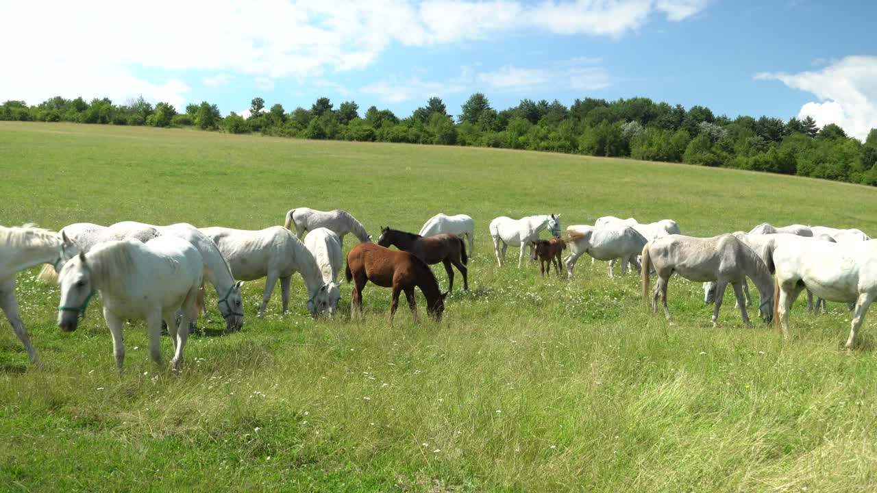 cavalos lipizzan pastam em um prado verde