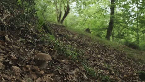 ground level shot of single boletus mushroom known