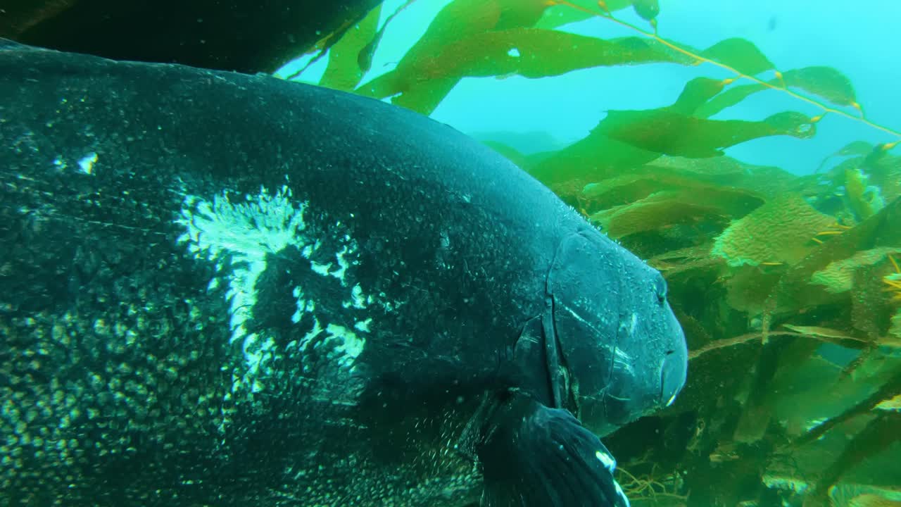 Panorama of Giant Black Sea Bass amongst the giant kelp in the Pacific Ocean