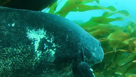 panorama of giant black sea bass amongst the giant kelp in the pacific ocean