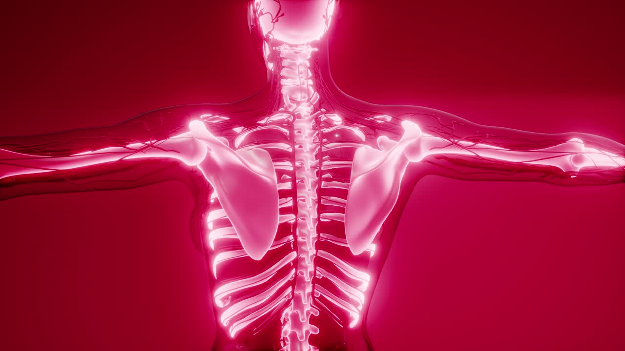 cuerpo humano transparente con huesos visibles