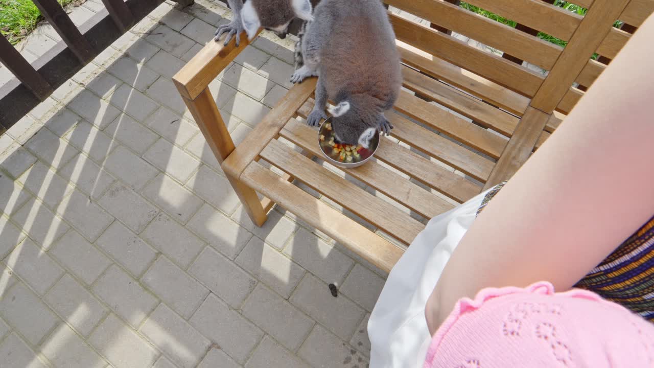 Ring-tailed lemur eating from a bowl on a sunny wooden bench in nature