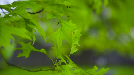 slow motion camera move through oak tree leaves