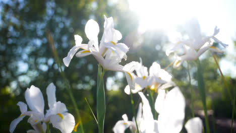 Iris-Blancos-En-La-Luz-De-Fondo-Del-Jardín-Verde-Por-La-Luz-Del-Sol-Brillante