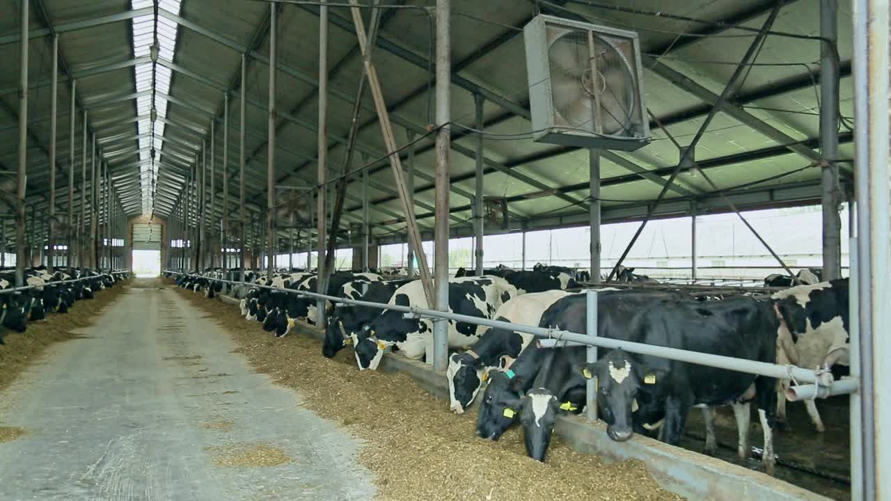 Milk cows feeding in modern barn. Milk cows feeding. Dairy industry