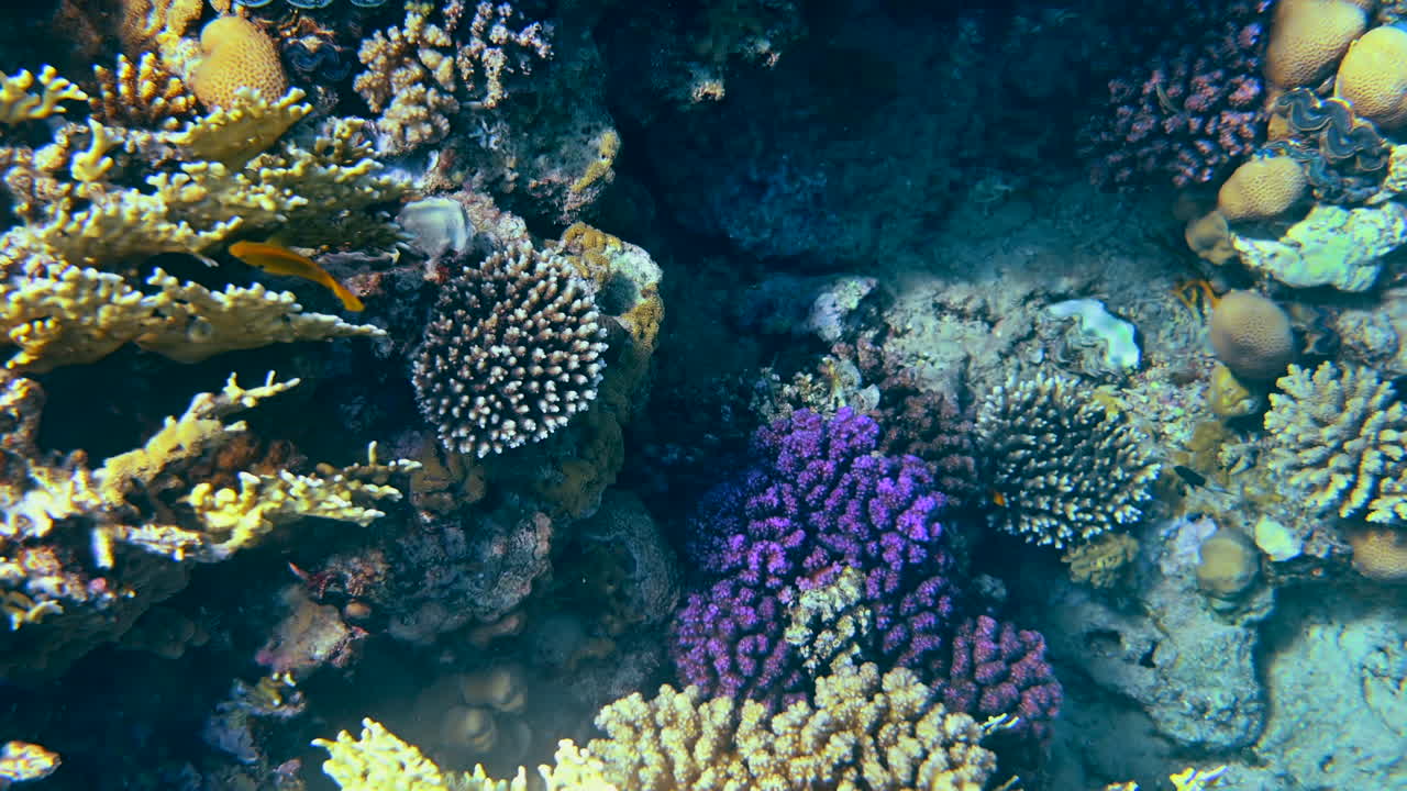 Close up of a colourful coral reef in the red sea