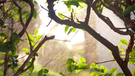 Shrub-in-the-garden-with-working-water-sprinkler