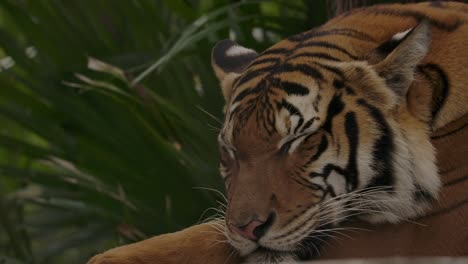 el tigre duerme mientras la jungla se balancea en cámara lenta