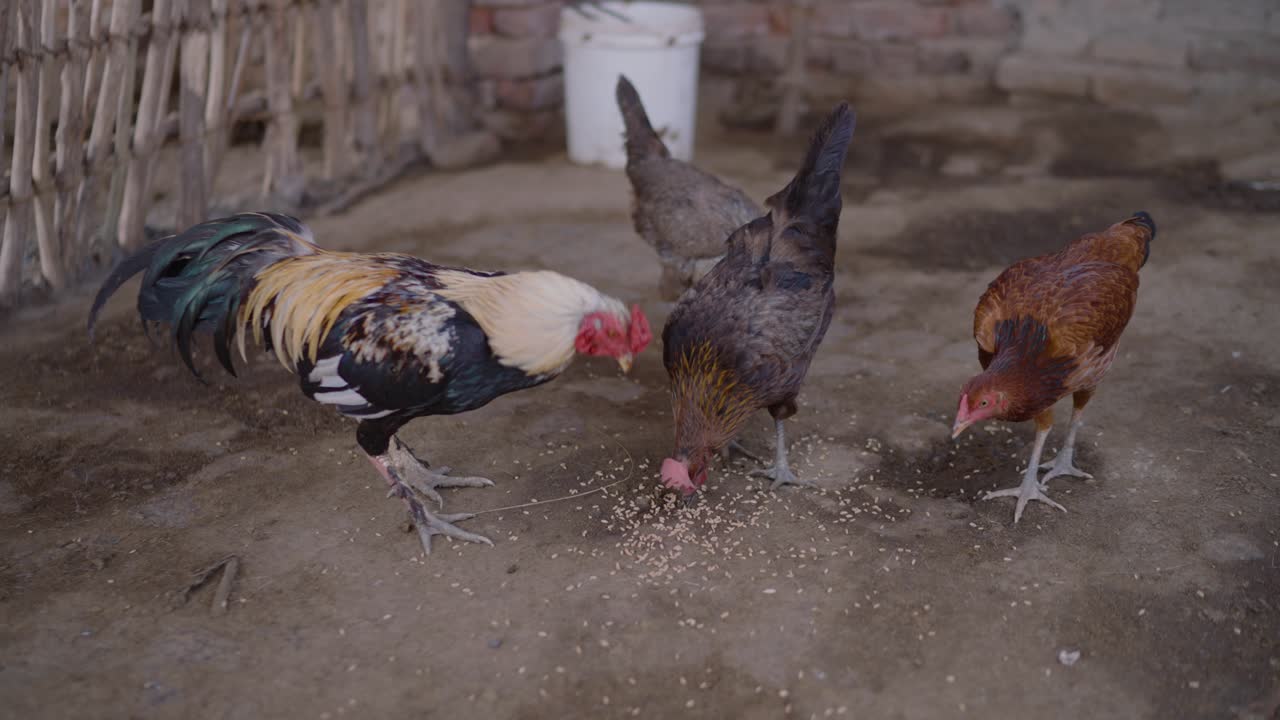 Colorful Rooster and Chickens Feeding on Grain in a Rural Farmyard