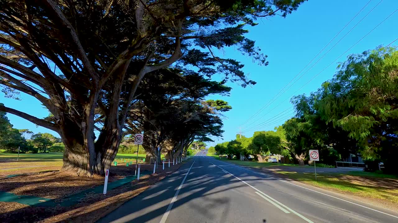 A serene drive along Bellarine Peninsula's roads, flanked by towering trees under clear blue skies, captured in vibrant daylight