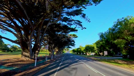 a serene drive along bellarine peninsula's roads, flanked by towering trees under clear blue skies, captured in vibrant daylight