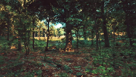 camino tranquilo del bosque