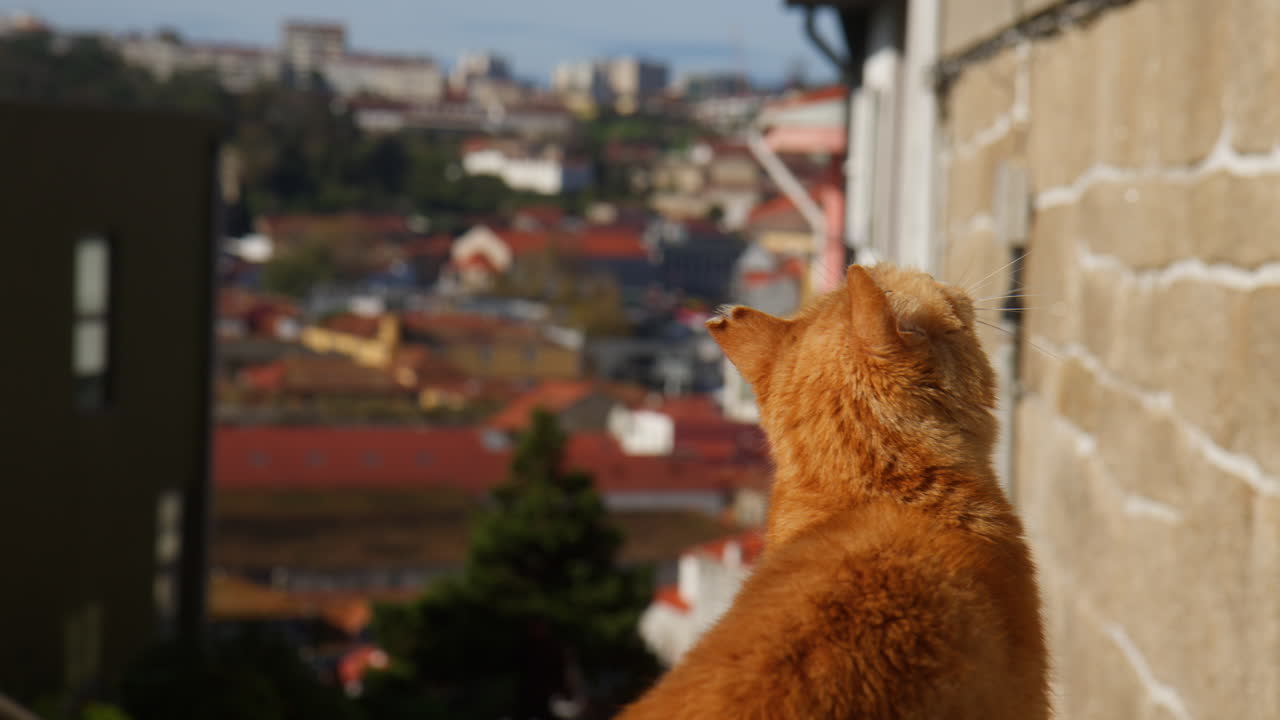 Rear Of A Ginger Cat's Head In The City Of Porto, Portugal. Selective Focus Shot