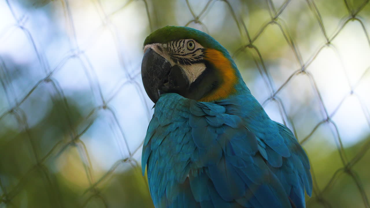 el loro ara azul mirando a la cámara en un zoológico de la guayana francesa