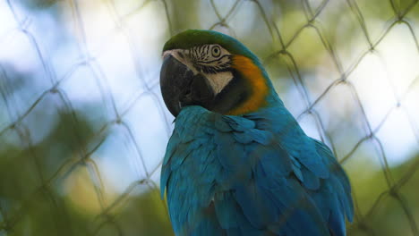 blue parrot ara looking at the camera in a zoo in french guiana