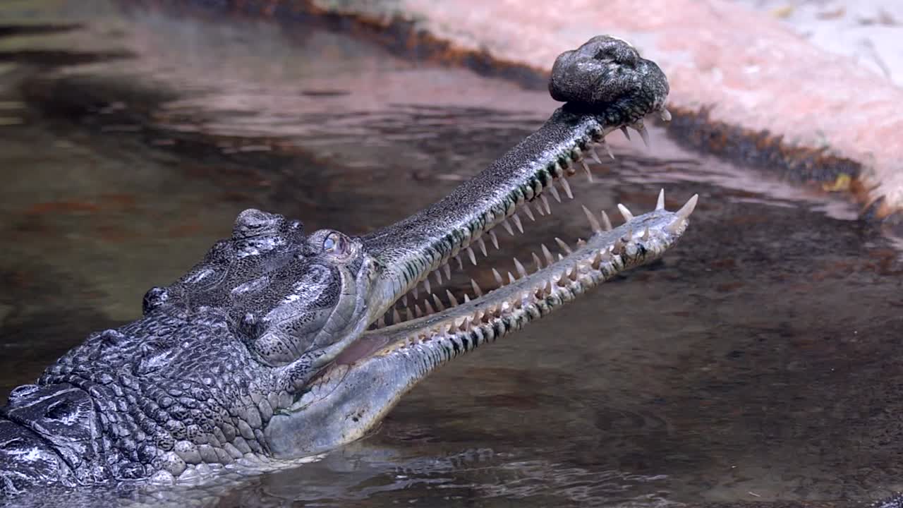 gavial indio con dientes afilados y boca abierta mientras se sumerge en el agua - cierre, cámara lenta