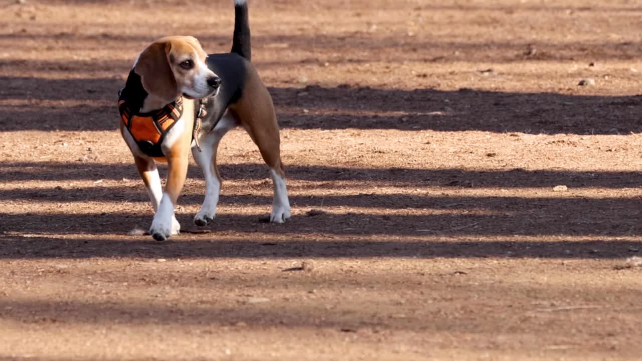 A beagle in a harness walks and sniffs around a sunlit park area, casting long shadows.