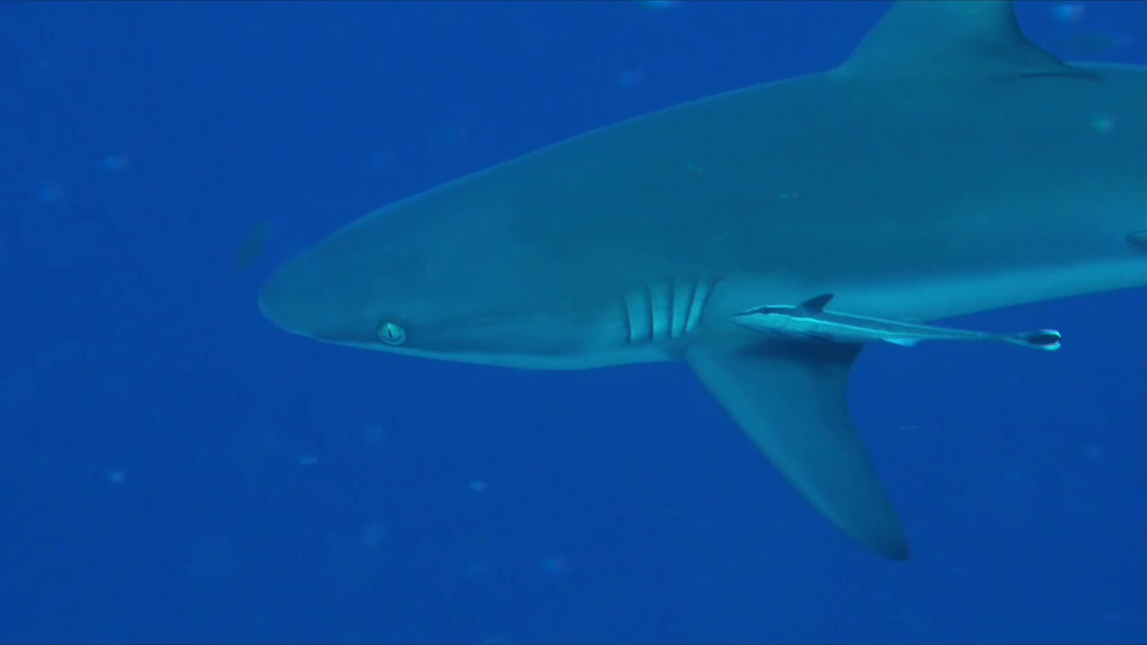 Squalo grigio di barriera con remora sul fianco che passa vicino davanti alla telecamera.